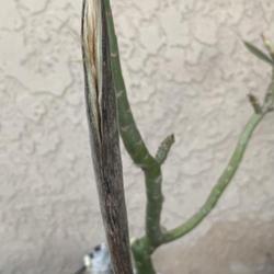 Location: My garden in Tampa, Florida
Date: 2023-10-26
Seedpod from my hand pollinated grafted desert rose.