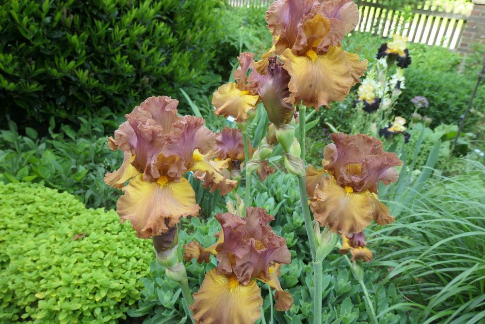Photo of Tall Bearded Iris (Iris 'Lumière d'Automne') uploaded by Caruso