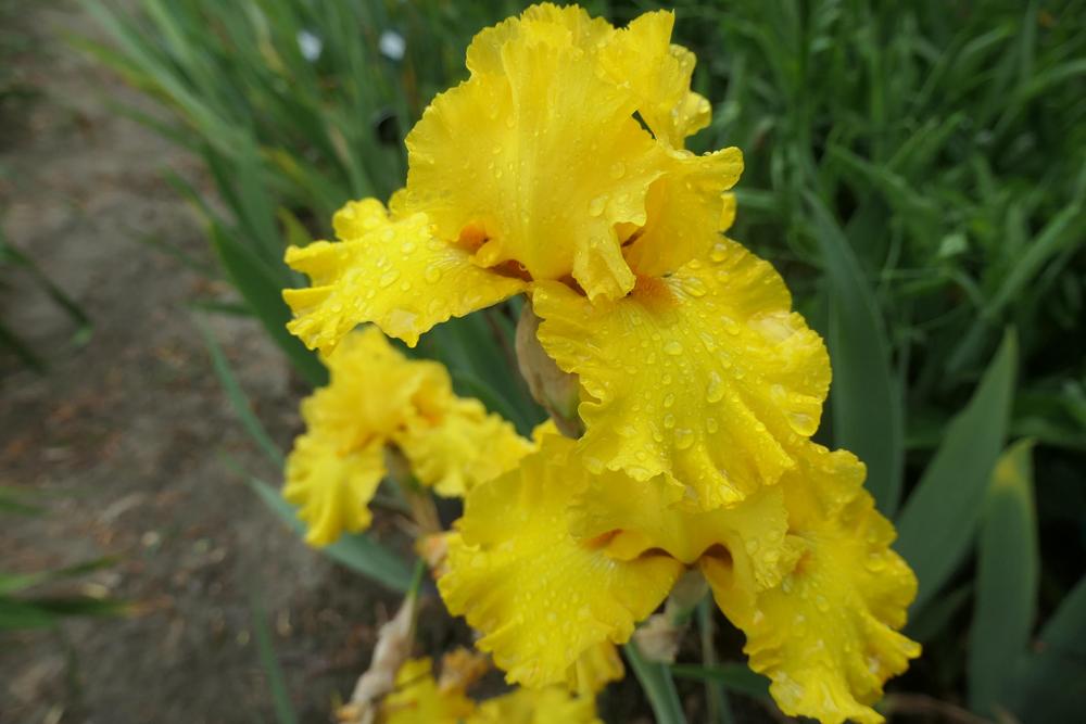 Photo of Tall Bearded Iris (Iris 'Pure as Gold') uploaded by Caruso