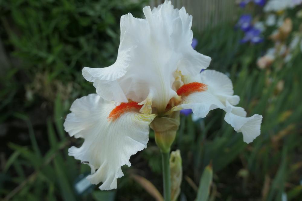 Photo of Tall Bearded Iris (Iris 'Nordica') uploaded by Caruso