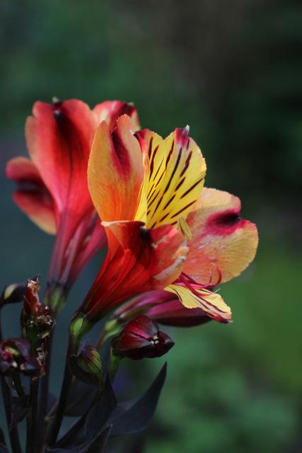 Photo of Peruvian Lily (Alstroemeria Inticancha® Indian Summer) uploaded by RuuddeBlock