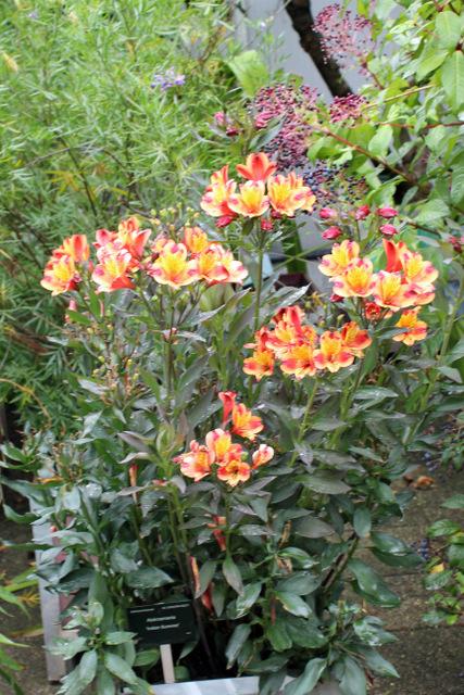 Photo of Peruvian Lily (Alstroemeria Inticancha® Indian Summer) uploaded by RuuddeBlock