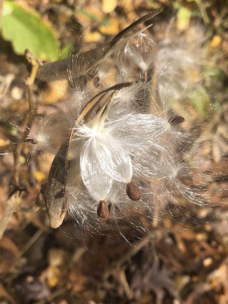 Photo of Butterfly Milkweed (Asclepias tuberosa) uploaded by crawgarden