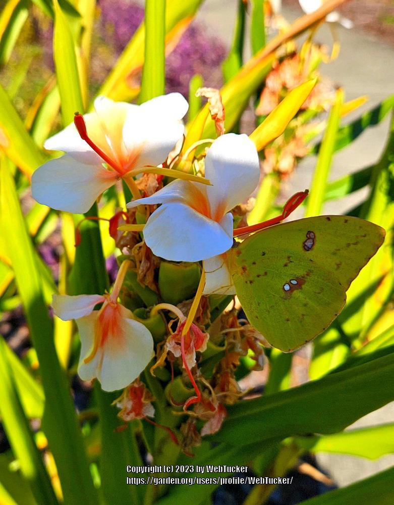Photo of Butterfly Ginger (Hedychium coronarium) uploaded by WebTucker