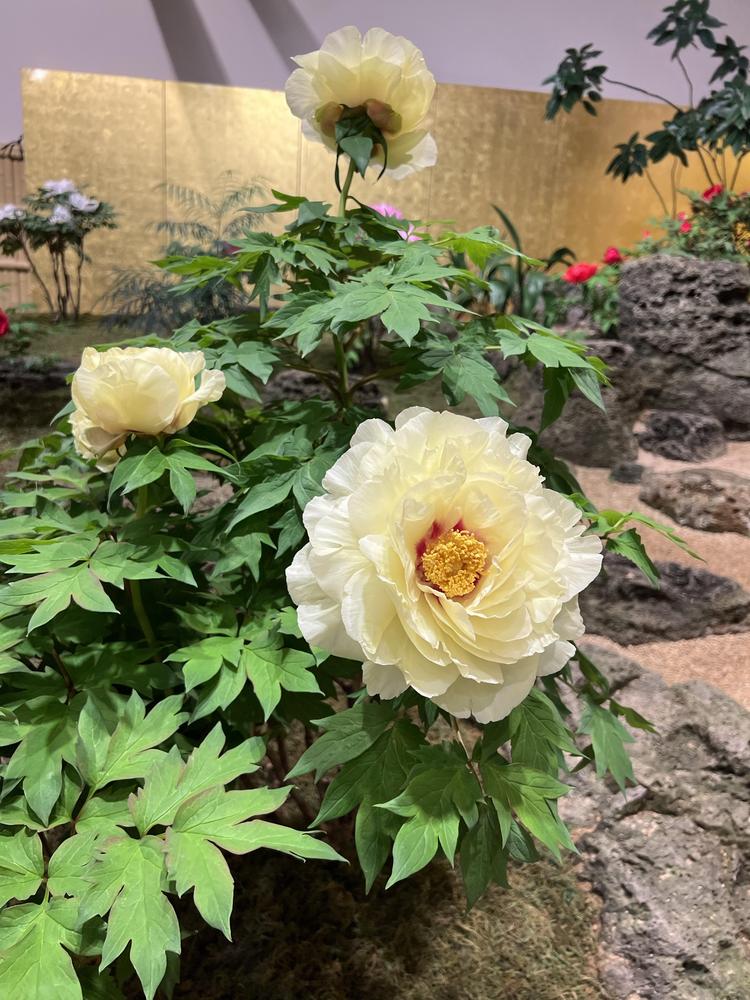 Photo of Peonies (Paeonia) uploaded by Floridian
