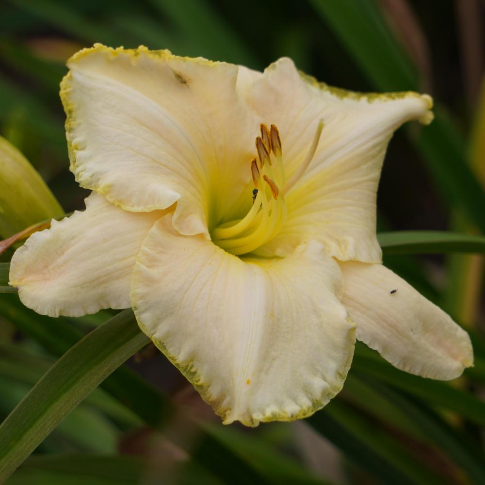 Photo of Daylily (Hemerocallis 'Spacecoast White Out') uploaded by D3LL