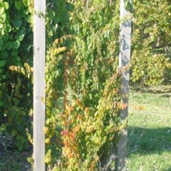 Location: Morton Arboretum in Lisle, Illinois
Date: 2023-10-24
a vine on a trellis in the Midwest Collection