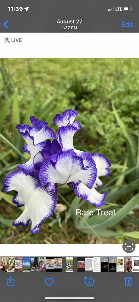 Photo of Tall Bearded Iris (Iris 'Rare Treat') uploaded by Kellyalley2012yahooc