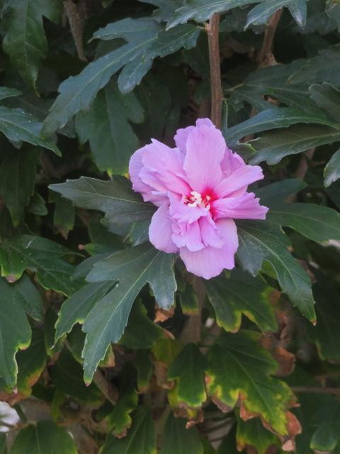 Photo of Roses of Sharon (Hibiscus syriacus) uploaded by RuuddeBlock