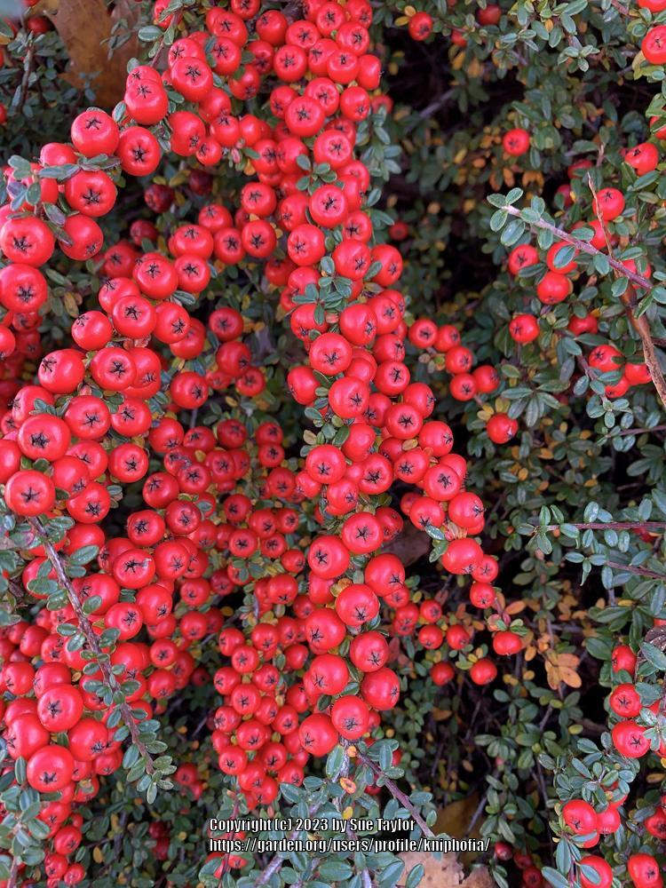 Photo of Rock Cotoneaster (Cotoneaster horizontalis) uploaded by kniphofia