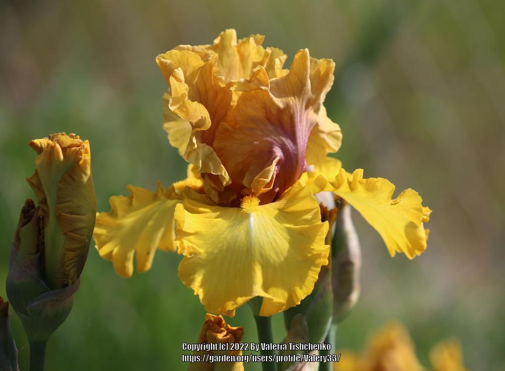 Photo of Tall Bearded Iris (Iris 'Nouveau Riche') uploaded by Valery33