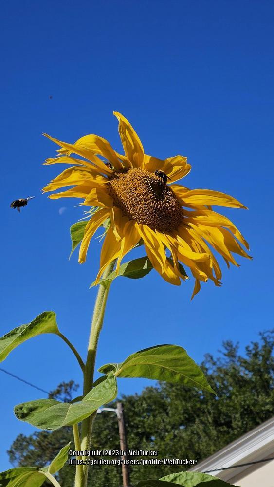Photo of Sunflower (Helianthus annuus 'Black Oil') uploaded by WebTucker