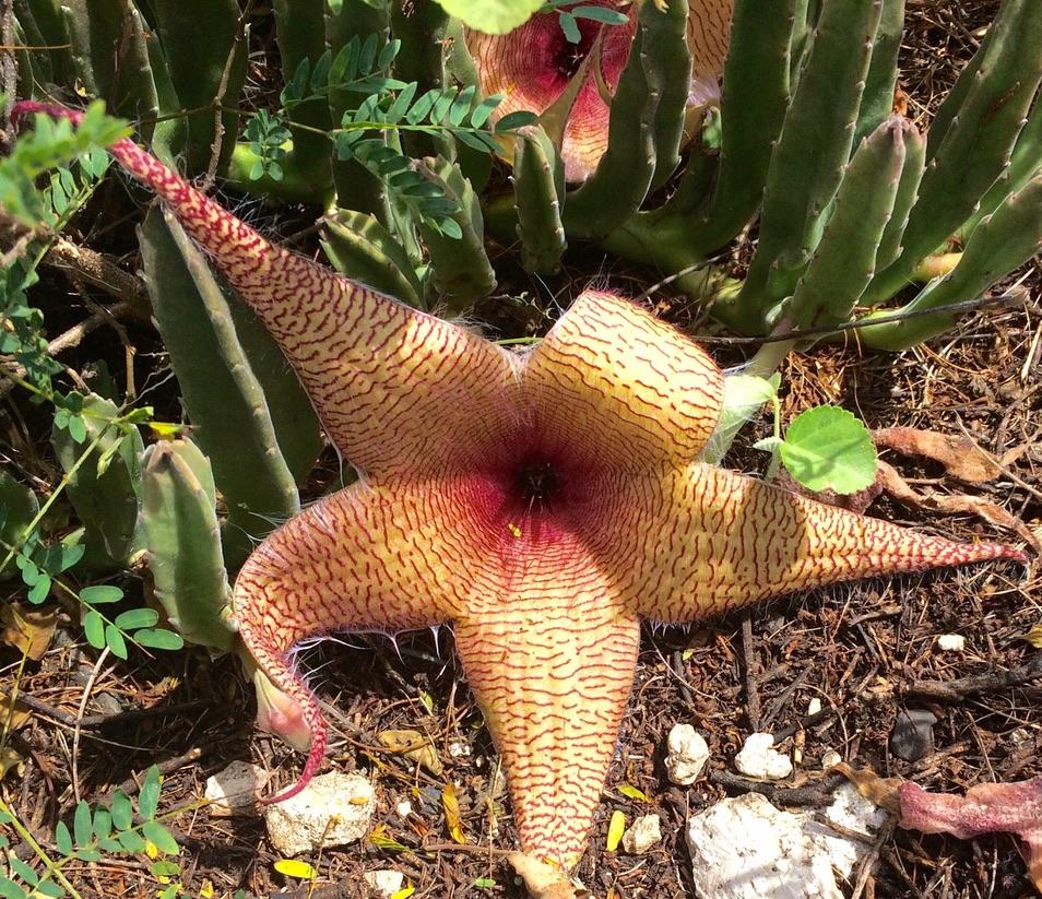 Photo of Starfish Plant (Ceropegia gigantea) uploaded by gomaw
