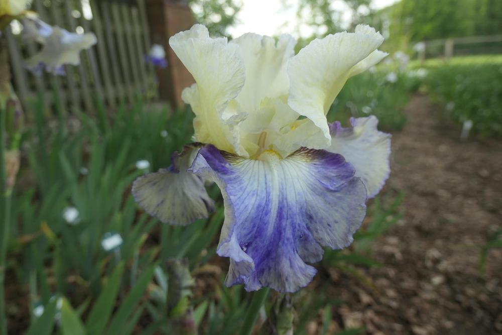 Photo of Tall Bearded Iris (Iris 'Seakist') uploaded by Caruso