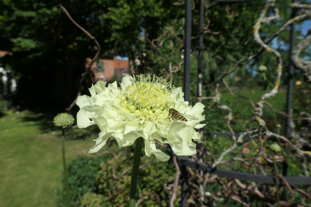 Photo of Yellow Giant Scabious (Cephalaria gigantea) uploaded by Caruso