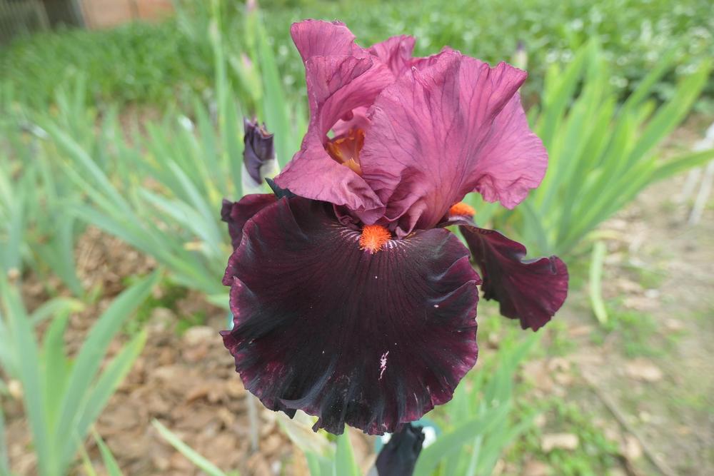Photo of Tall Bearded Iris (Iris 'Wearing Rubies') uploaded by Caruso