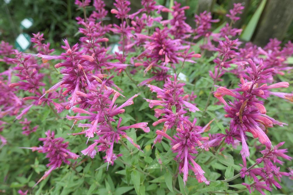 Photo of Anise Hyssop (Agastache 'Rosie Posie') uploaded by Caruso
