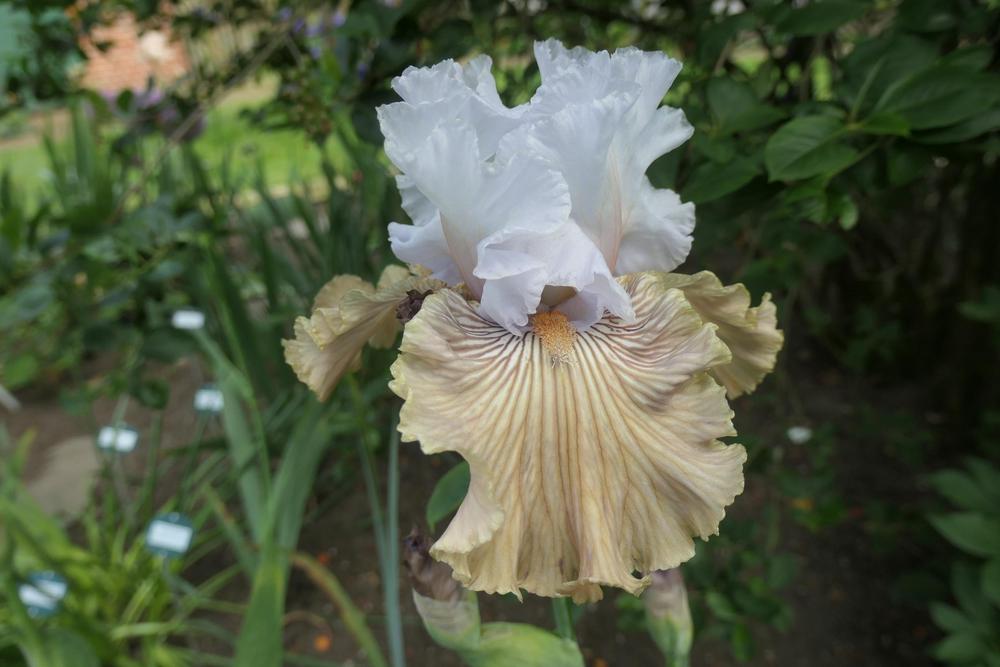 Photo of Tall Bearded Iris (Iris 'Tango Amigo') uploaded by Caruso