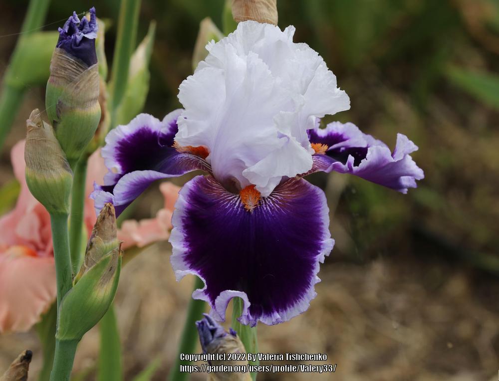 Photo of Tall Bearded Iris (Iris 'Bravery') uploaded by Valery33