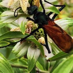 Location: Surprise, Az
Date: 2023-09-01
Tarantula  hawk wasp visiting  plant. Wasp is roughly  3-4" in le