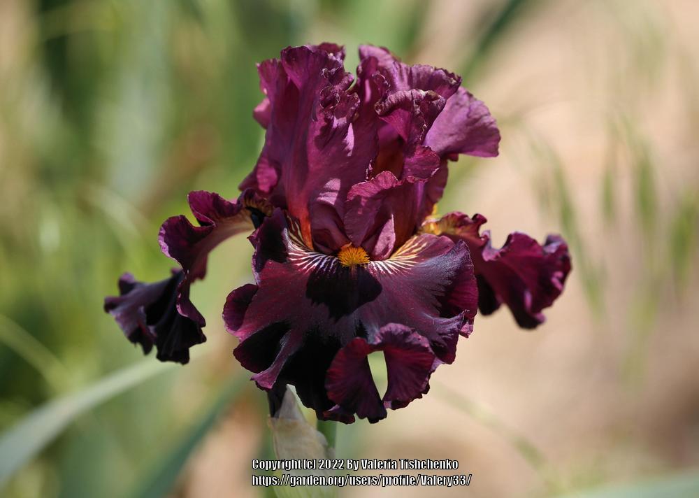 Photo of Tall Bearded Iris (Iris 'Buccaneer's Prize') uploaded by Valery33