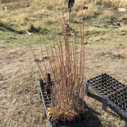 Location: Wuda Ogwa, Winder, Idaho, United States
Date: 2023-11-04
Rooted cuttings ready to be planted for an ecological restoration