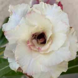 Location: My garden in Tampa, Florida
Date: 2023-11-07
The lighter bloom of my mild vanilla scented desert rose.