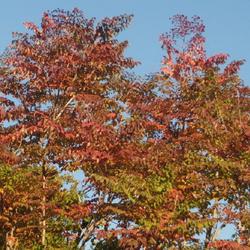 Location: Morton Arboretum in Lisle, Illinois
Date: 2023-10-24
good red fall color on upper tree