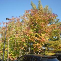 Location: Morton Arboretum in Lisle, Illinois
Date: 2023-10-24
beginning fall color