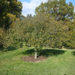Location: Morton Arboretum in Lisle, Illinois
Date: 2023-10-24
maturing tree form with a touch of fall color coming