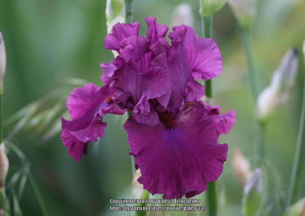 Photo of Tall Bearded Iris (Iris 'Master at Arms') uploaded by Valery33