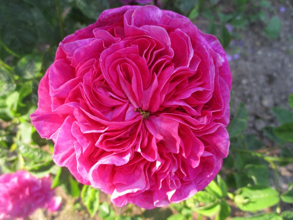 Photo of Gallica Rose (Rosa 'Charles de Mills') uploaded by Versicolor