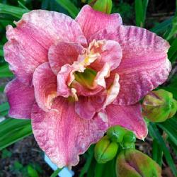 Location: Eagle Bay, New York
Date: 2023-07-15
Daylily (Hemerocallis 'Spotted Fever') with buds