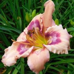 Location: Eagle Bay, New York
Date: 2023-07-12
Daylily (Hemerocallis 'Whale Tails'), close view
