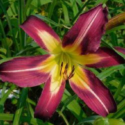 Location: Eagle Bay, New York
Date: 2023-07-17
Daylily (Hemerocallis 'Off to See the Wizard') close-up