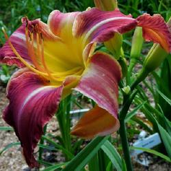 Location: Eagle Bay, New York
Date: 2023-07-19
Daylily (Hemerocallis 'On the Wing') up close, in profile