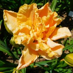 Location: Eagle Bay, New York
Date: 2023-07-23
Daylily (Hemerocallis 'Hip to Be Square') bloomed poly in 'double