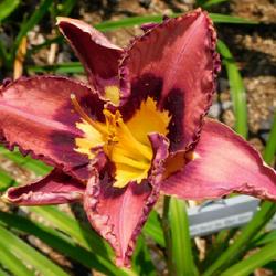 Location: Eagle Bay, New York
Date: 2023-07-23
Daylily (Hemerocallis 'Catcher in the Eye'), new location in 2023