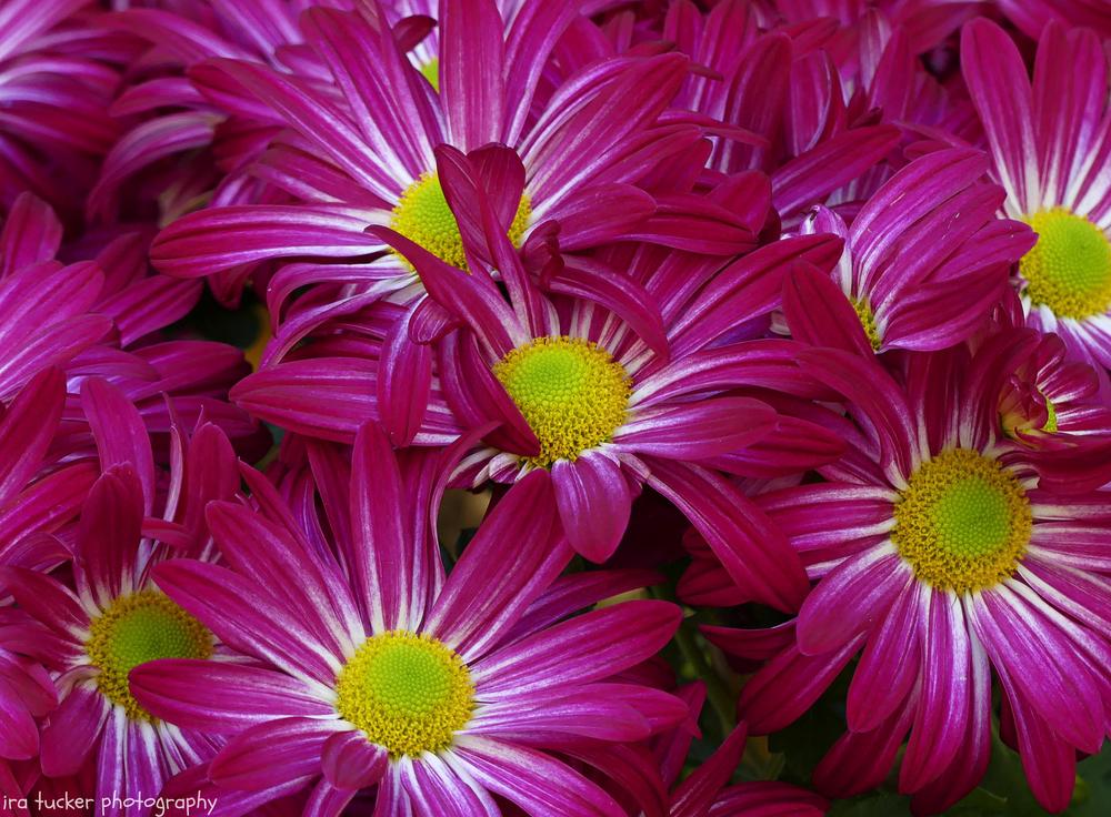 Photo of Mum (Chrysanthemum Apple Valley) uploaded by drirastucker
