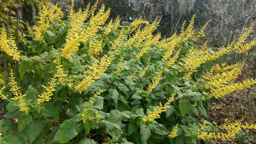 Photo of Forsythia Sage (Salvia madrensis 'Red Neck Girl') uploaded by waxplant