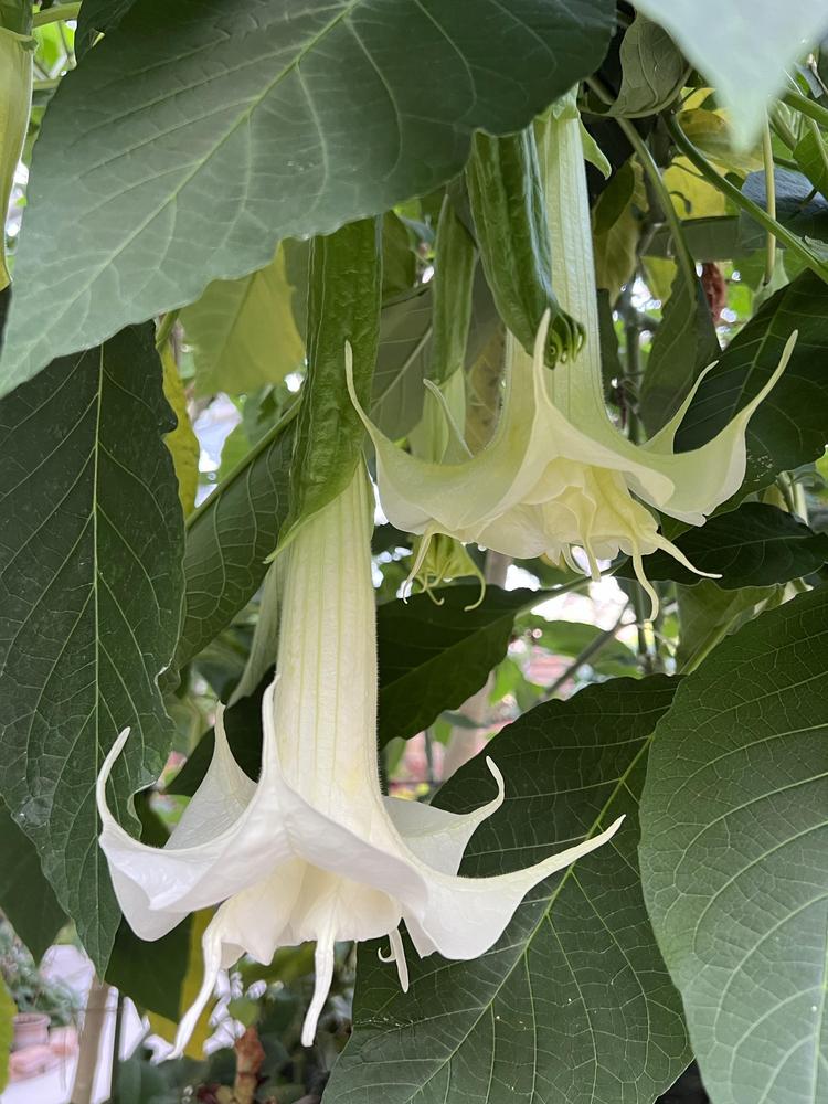 Photo of Angel's Trumpets (Brugmansia) uploaded by Floridian