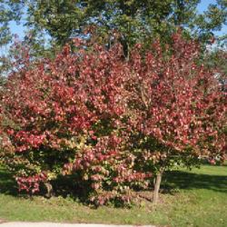 Location: Morton Arboretum in Lisle, Illinois
Date: 2023-10-24
red fall foliage on a mature shrub-tree