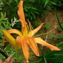 Location: Eagle Bay, New York
Date: 2023-07-24
Daylily (Hemerocallis 'Let It Rip') is always a show-stopper, fro