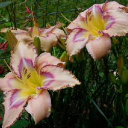 Location: Eagle Bay, New York
Date: 2023-07-25
Daylily (Hemerocallis 'Handwriting on the Wall') nicely spaced bl