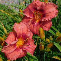 Location: Eagle Bay, New York
Date: 2023-07-25
Daylily (Hemerocallis 'Gordon Biggs') has many buds, blooms for w