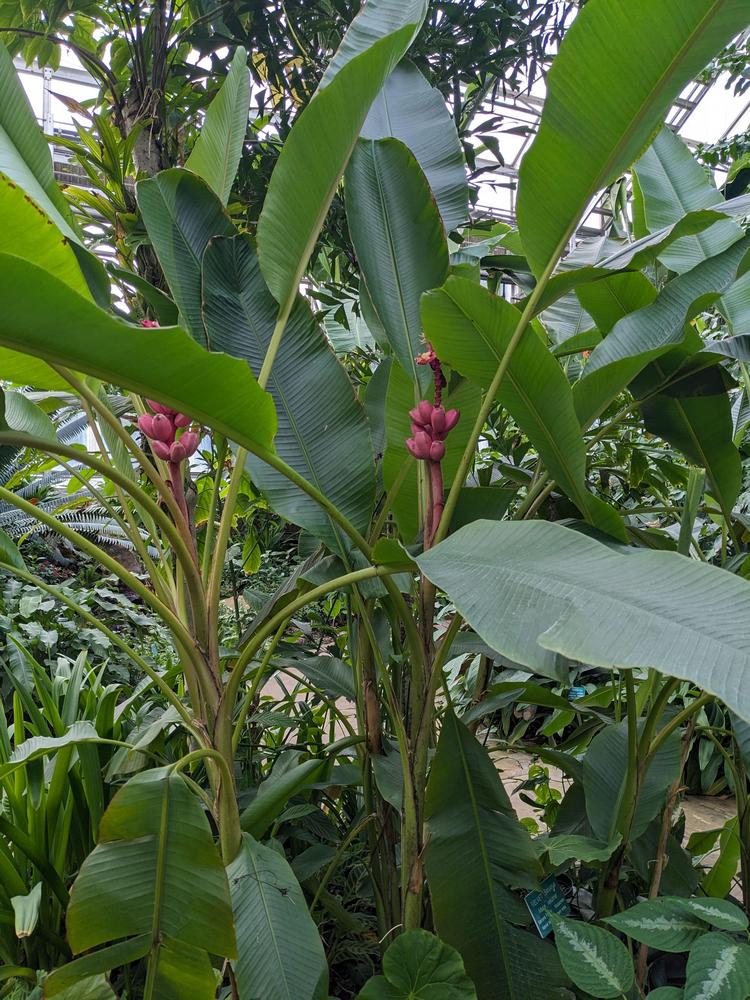 Photo of Pink Fruiting Banana (Musa velutina) uploaded by dave