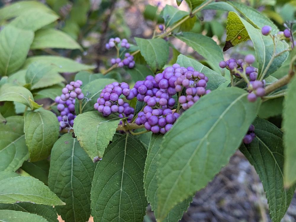 Photo of Beautyberry (Callicarpa dichotoma) uploaded by dave