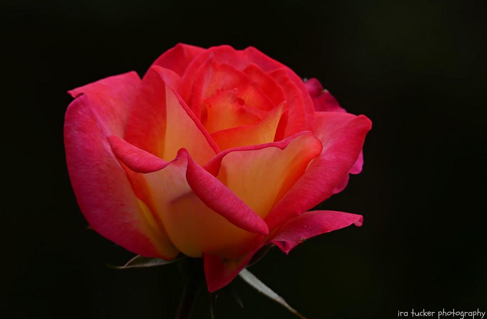 Photo of Rose (Rosa 'Rainbow Sorbet') uploaded by drirastucker