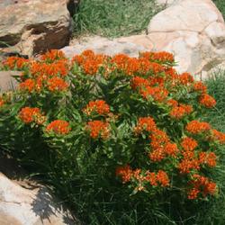 Location: Sam Noble Natural History Museum
Date: 2006-06-03
Butterfly Weed as it appears on the Great Plains