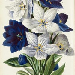 
Date: c. 1875
illustration by P. De Pannemaeker from 'Revue d'horticulture belg